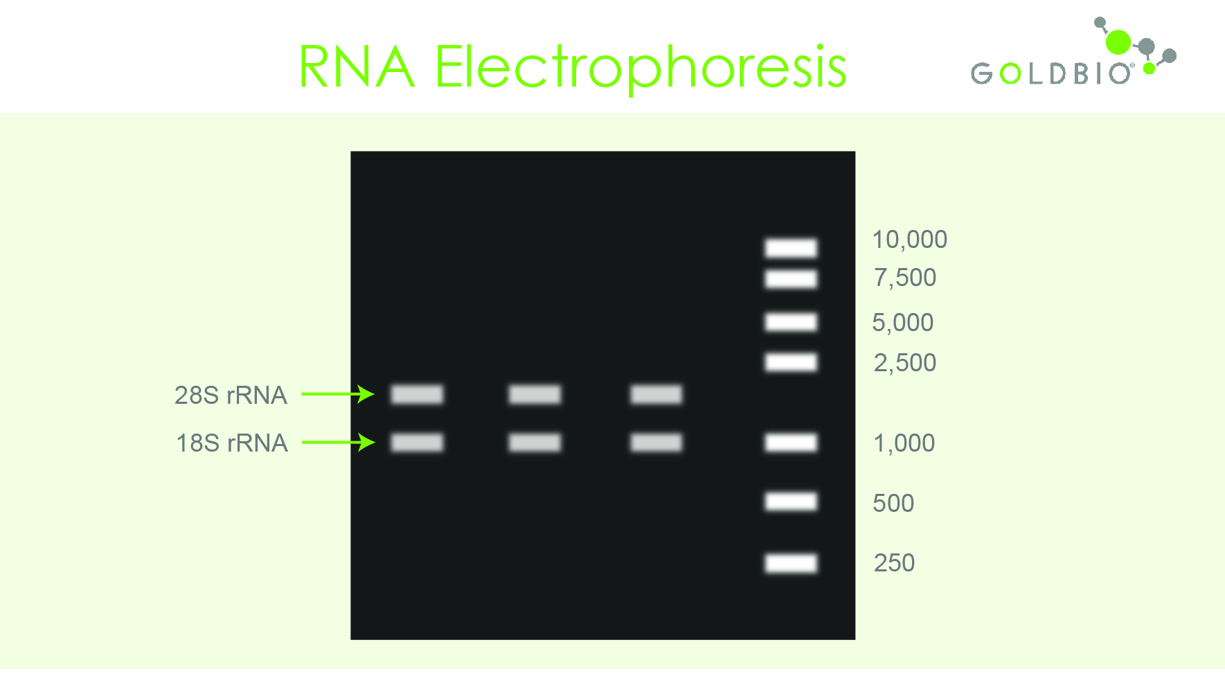 How to QC your RNA Using Gel Electrophoresis GoldBio